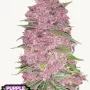 Семена конопли PURPLE LEMONADE Auto от Fast Buds